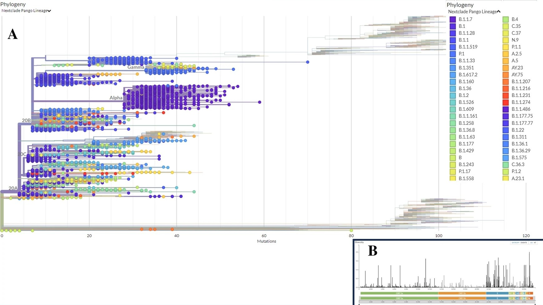 Phylogenetic analyses of SARS-CoV-2 genomes